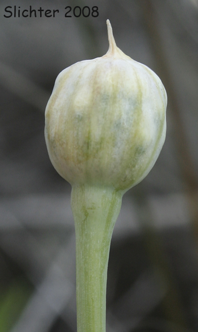 Inflorescence of Allium douglasii