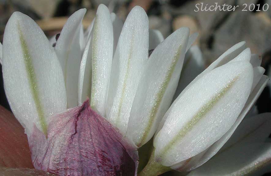 Close-up of the inflorescence of Olympic Onion, Scalloped Onion: Allium crenulatum (Synonyms: Allium cascadense, Allium vancouverense, Allium watsonii)