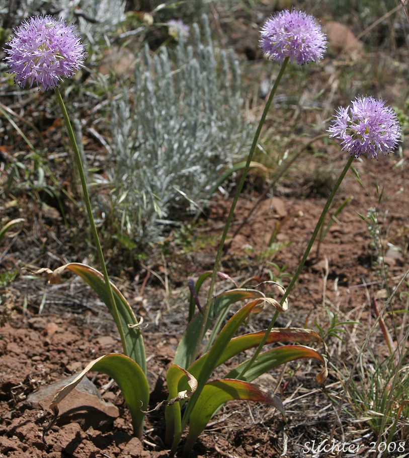 Allium douglasii