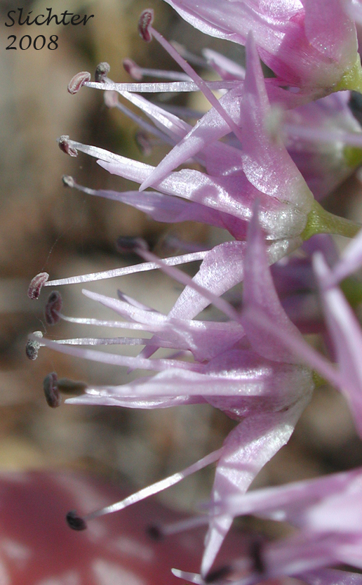 Flowers of Allium douglasii