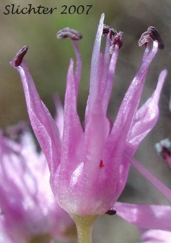 Flower of Douglas' Onion: Allium douglasii (Synonym: Allium douglasii var. douglasii)