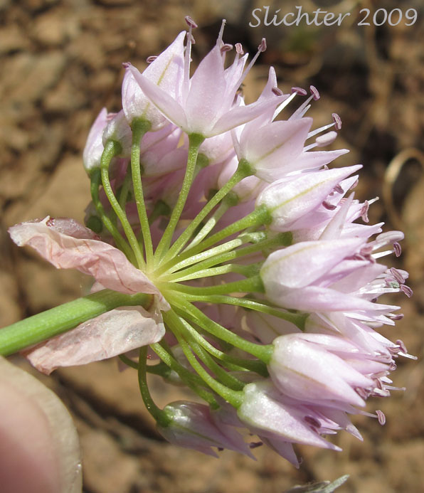 Inflorescence of Douglas' Onion: Allium douglasii (Synonym: Allium douglasii var. douglasii)