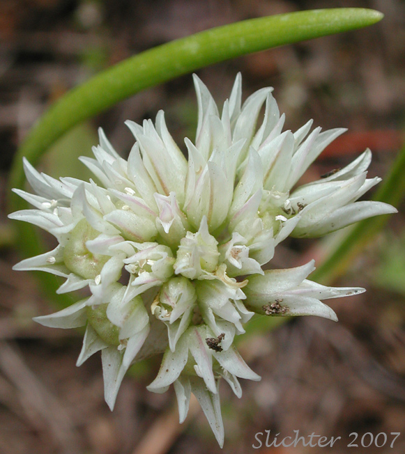 Close-up of the inflorescence of Cuddy Mountain Onion, Fringed Onion: Allium fibrillum