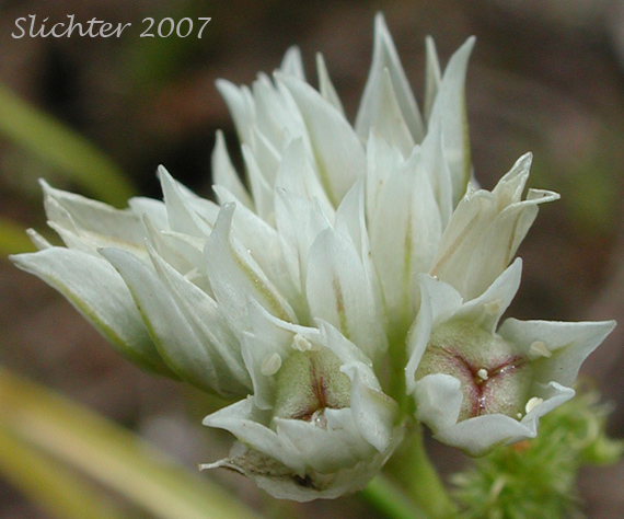 Close-up of the inflorescence of Cuddy Mountain Onion, Fringed Onion: Allium fibrillum