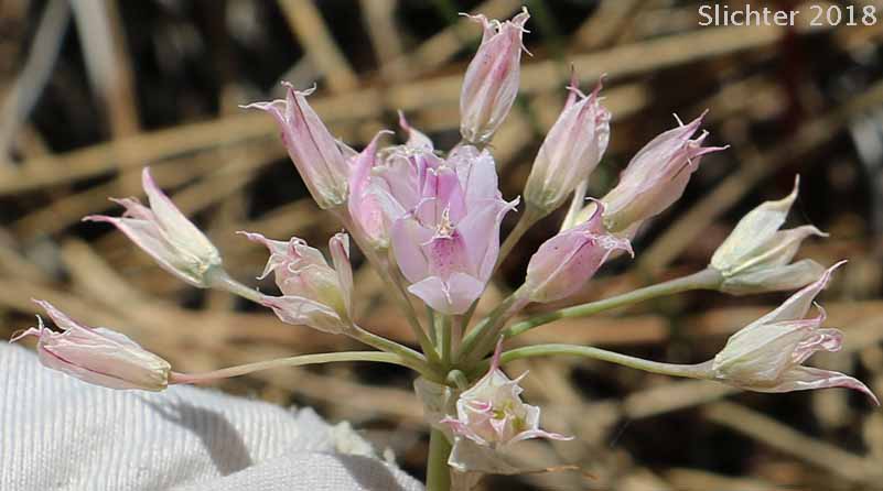 Inflorescence of Geyer's Onion: Allium geyeri var. geyeri (Synonyms: Allium dictyotum, Allium funiculosum, Allium pikeanum)