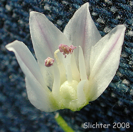Flower of Geyer's Onion: Allium geyeri var. geyeri (Synonyms: Allium dictyotum, Allium funiculosum, Allium pikeanum)