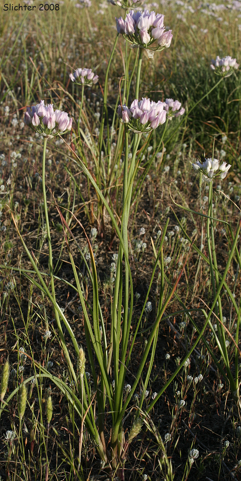 Geyer's Onion: Allium geyeri var. geyeri (Synonyms: Allium dictyotum, Allium funiculosum, Allium pikeanum)