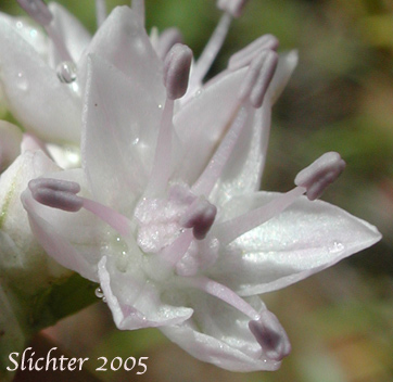 Close-up of a flower of Rock Onion: Allium macrum (Synonym: Allium equicaeleste)