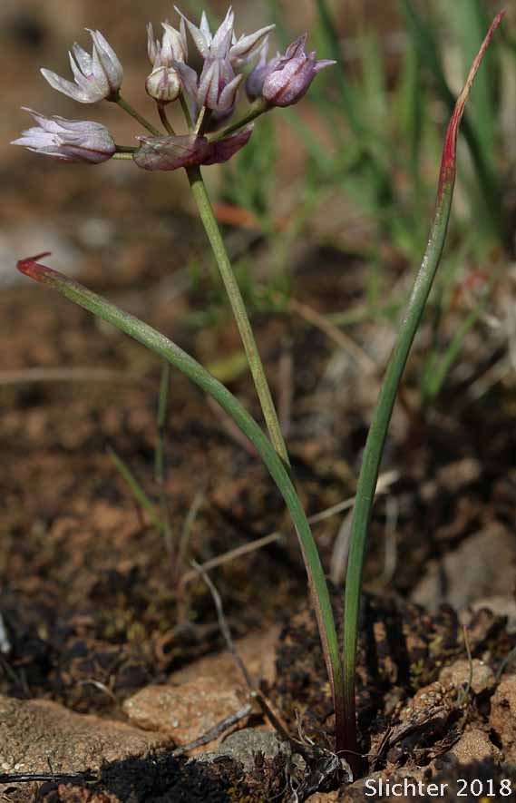 Rock Onion: Allium macrum (Synonym: Allium equicaeleste)