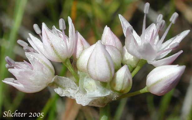 Close-up of the inflorescence of Rock Onion: Allium macrum (Synonym: Allium equicaeleste)
