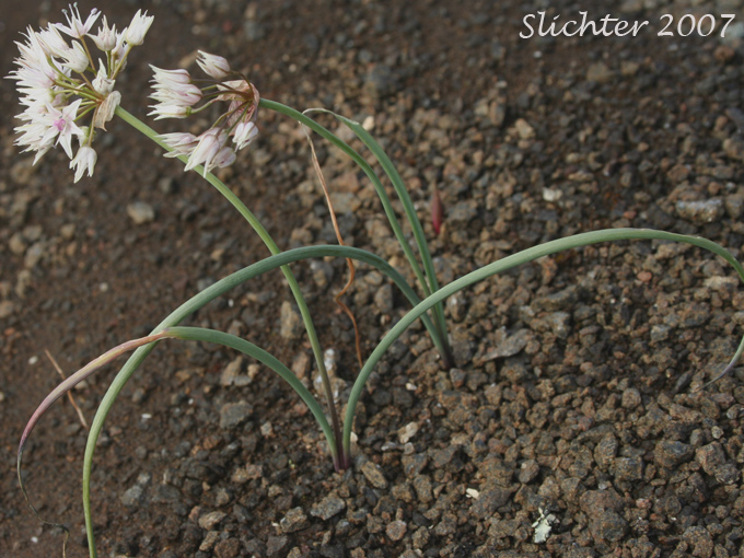 Rock Onion: Allium macrum (Synonym: Allium equicaeleste)
