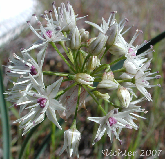 Close-up of the inflorescence of Rock Onion: Allium macrum (Synonym: Allium equicaeleste)