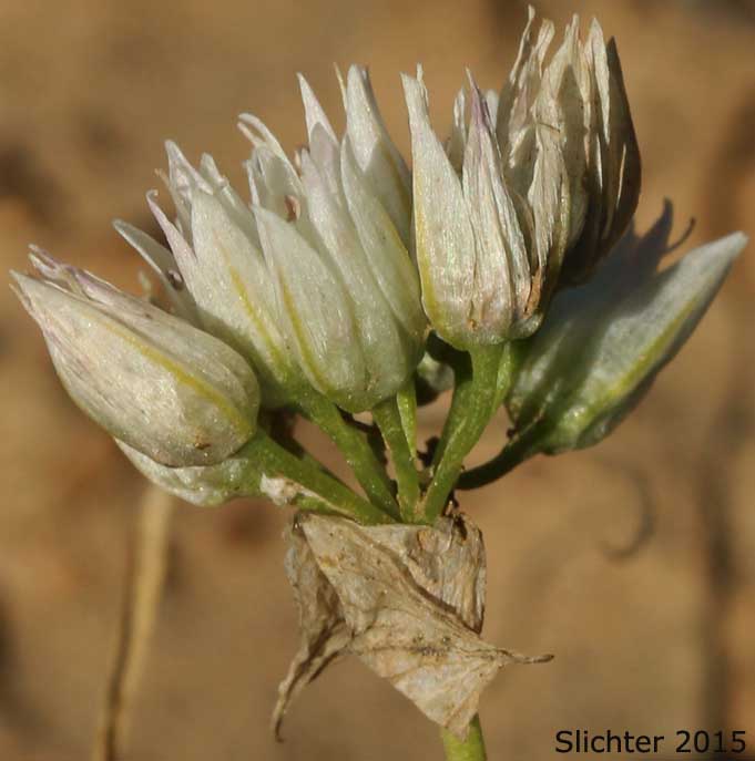 Swamp Onion: Allium madidum
