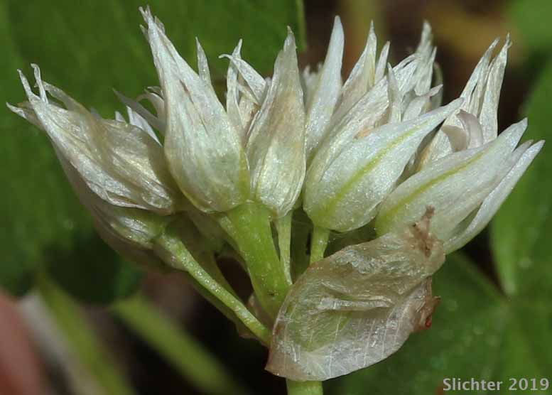 Inflorescence of Swamp Onion: Allium madidum