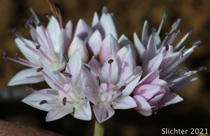 Nevius' Garlic, Nevius' Onion: Allium nevii (Synonym: Allium douglasii var. nevii)