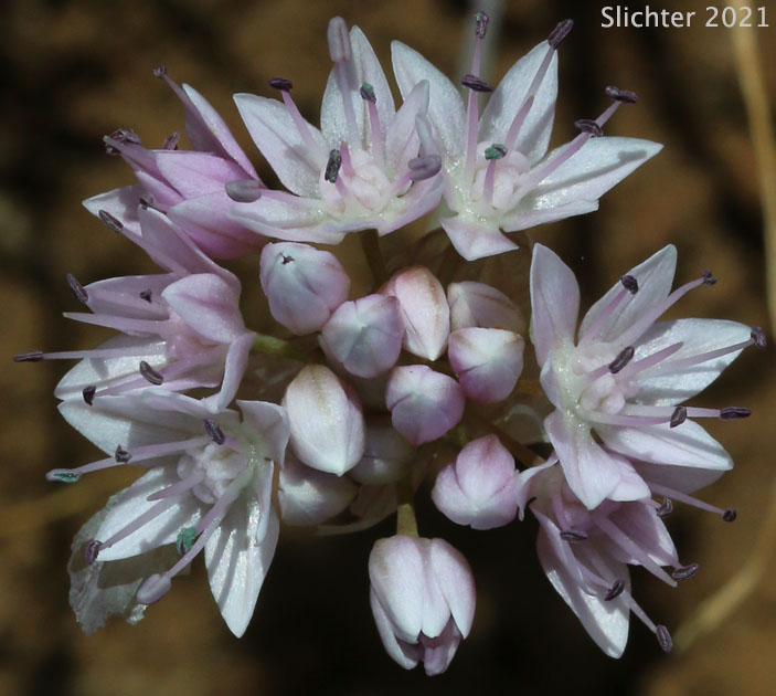 Nevius' Garlic, Nevius' Onion: Allium nevii (Synonym: Allium douglasii var. nevii)