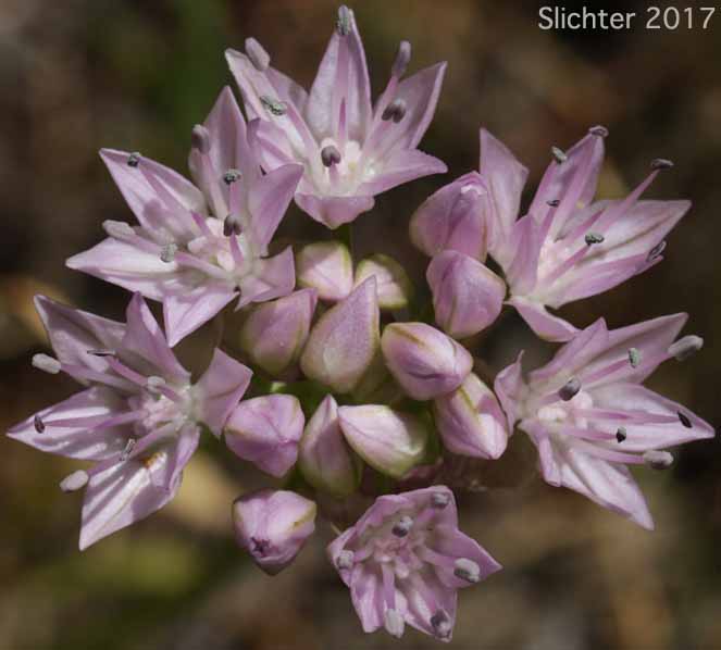 Inflorescence of Nevius' Garlic, Nevius' Onion: Allium nevii (Synonym: Allium douglasii var. nevii)