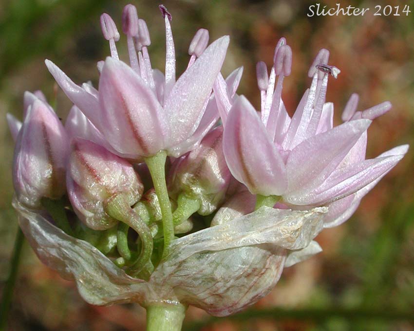 Inflorescence of Nevius' Garlic, Nevius' Onion: Allium nevii (Synonym: Allium douglasii var. nevii)