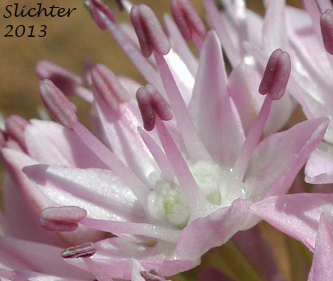 Close-up of a flower of Nevius' Garlic, Nevius' Onion: Allium nevii (Synonym: Allium douglasii var. nevii)