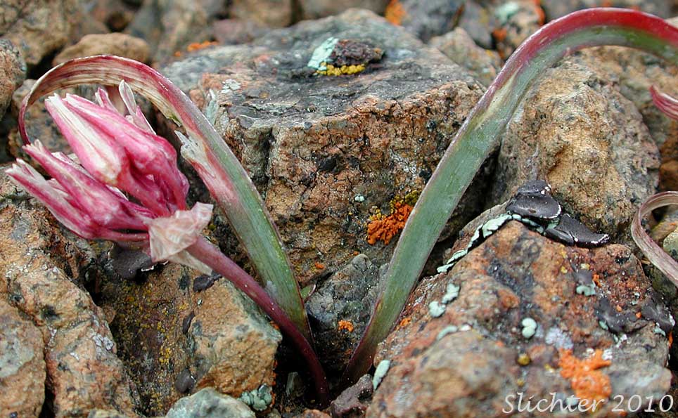 Dwarf Onion, Small Onion Allium parvum (Synonyms: Allium modocense, Allium parvum var. parvum, Allium tribracteatum)