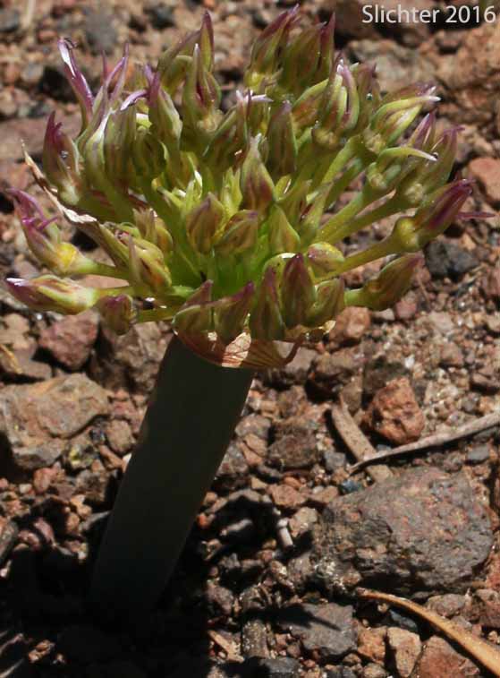 Broadstem Onion, Flatstem Onion: Allium platycaule
