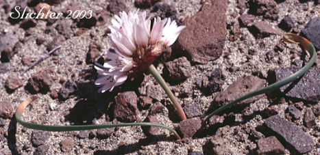 Robinson's Onion: Allium robinsonii