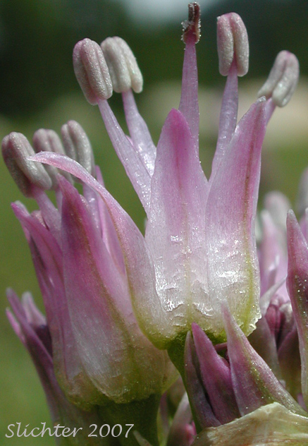 Close-up of several flowers of Pacific Onion, Pacific Swamp Onion, Tall Swamp Onion: Allium validum