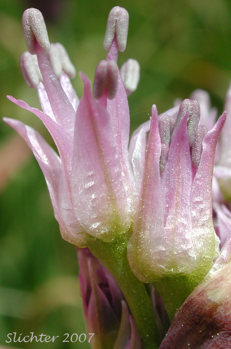 Close-up of several flowers of Pacific Onion, Pacific Swamp Onion, Tall Swamp Onion: Allium validum