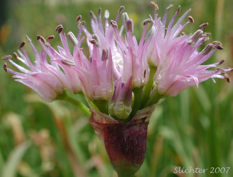 Close-up of a flower head of Pacific Onion, Pacific Swamp Onion, Tall Swamp Onion: Allium validum