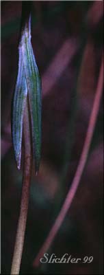 Stem leaf of Baker's Mariposa, Pointedtip Mariposa Lily, Three-spot Mariposa Lily: Calochortus apiculatus