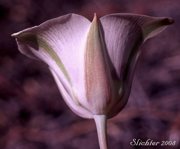 Profile view of the flower of Bruneau Mariposa Lily: Calochortus bruneaunis (Synonyms: Calochortus nuttallii, Calochortus nuttallii var. bruneaunis)