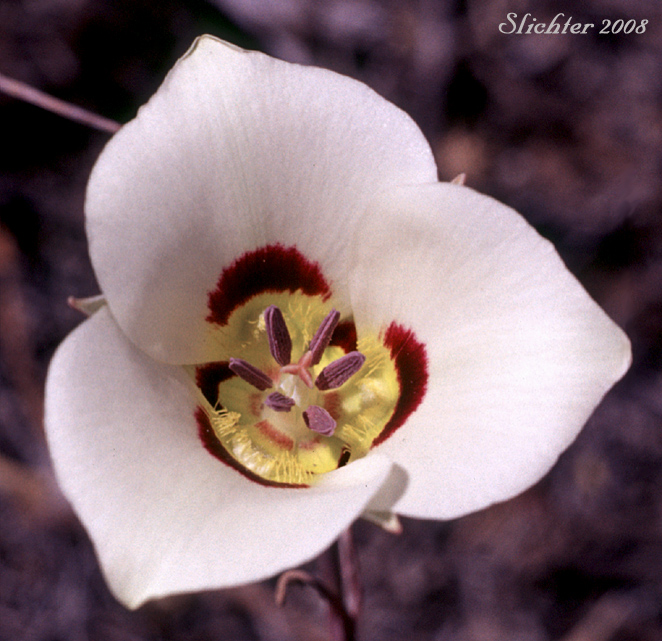 Flower of Bruneau Mariposa Lily: Calochortus bruneaunis (Synonyms: Calochortus nuttallii, Calochortus nuttallii var. bruneaunis)