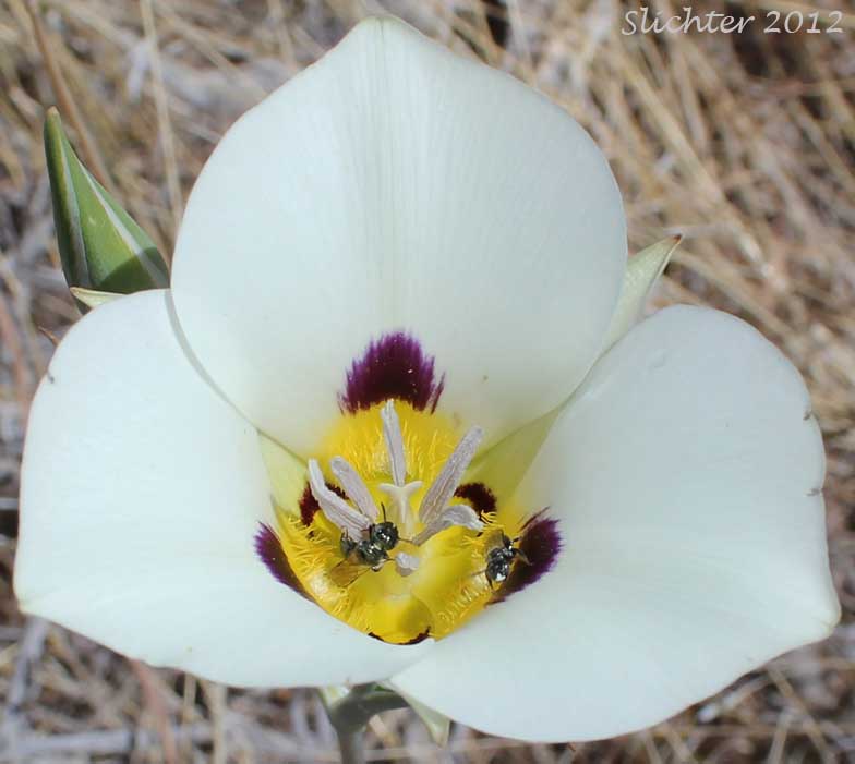 Flower of Bruneau Mariposa Lily: Calochortus bruneaunis (Synonyms: Calochortus nuttallii, Calochortus nuttallii var. bruneaunis)