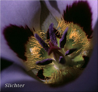 Floral parts of Bruneau Mariposa Lily: Calochortus bruneaunis (Synonyms: Calochortus nuttallii, Calochortus nuttallii var. bruneaunis)