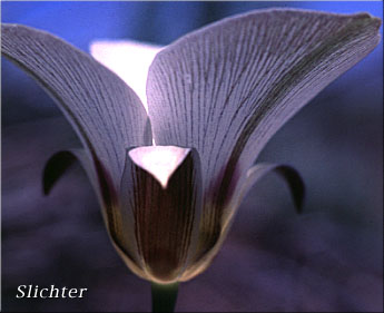 Profile view of the flower of Bruneau Mariposa Lily: Calochortus bruneaunis (Synonyms: Calochortus nuttallii, Calochortus nuttallii var. bruneaunis)
