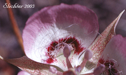Glands in the flower of Long-bearded Star Tulip, Peck's Mariposa: Calochortus longebarbatus var. peckii