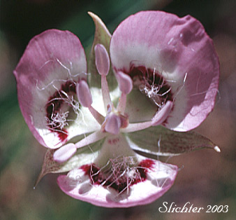 Flower of Long-bearded Star Tulip, Peck's Mariposa: Calochortus longebarbatus var. peckii