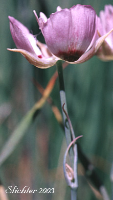 Profile view of the flower of Long-bearded Star Tulip, Peck's Mariposa: Calochortus longebarbatus var. peckii