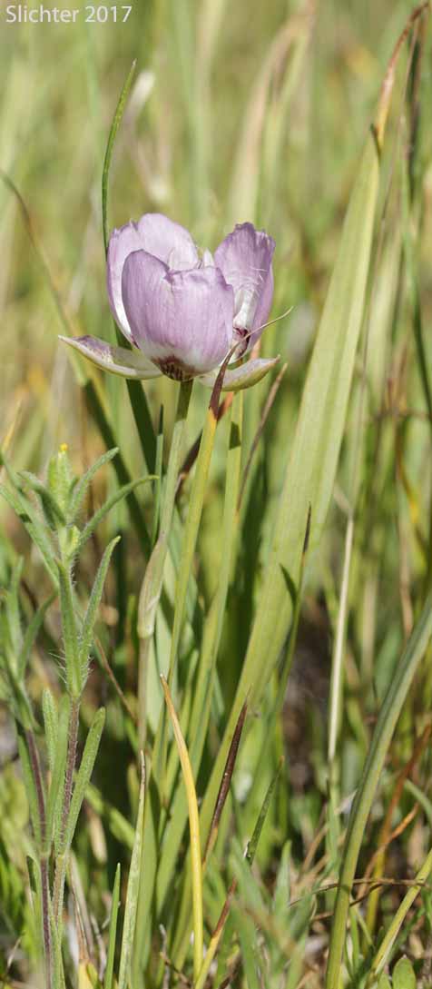 Long-bearded Star Tulip, Peck's Mariposa: Calochortus longebarbatus var. peckii