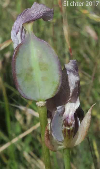 Fruit of Long-bearded Star Tulip, Peck's Mariposa: Calochortus longebarbatus var. peckii