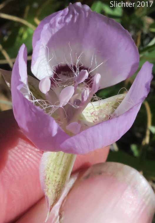 Internal flower parts of Long-bearded Star Tulip, Peck's Mariposa: Calochortus longebarbatus var. peckii