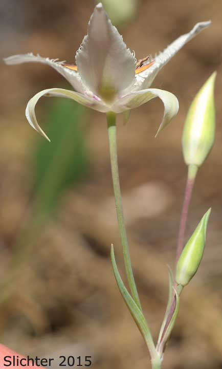 Lyall's Mariposa Lily, Lyall's Mariposa-lily: Calochortus lyallii (Synonym: Calochortus ciliatus)