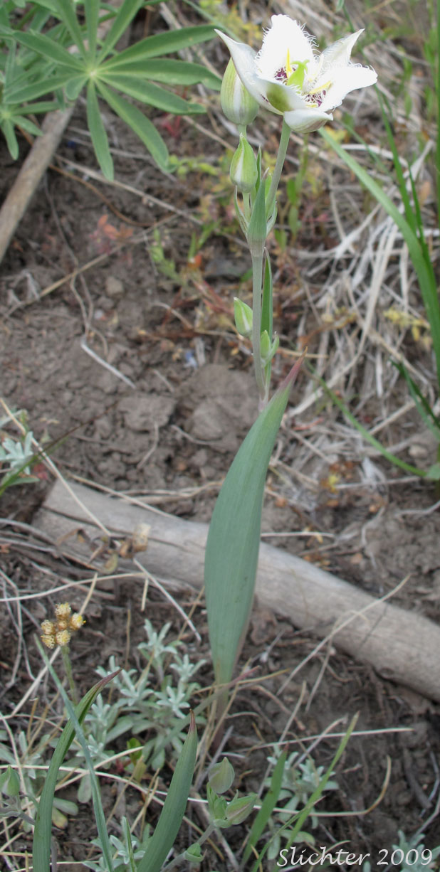 Lyall's Mariposa Lily, Lyall's Mariposa-lily: Calochortus lyallii (Synonym: Calochortus ciliatus)