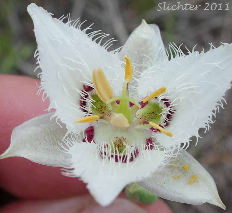 Flower of Lyall's Mariposa Lily, Lyall's Mariposa-lily: Calochortus lyallii (Synonym: Calochortus ciliatus)