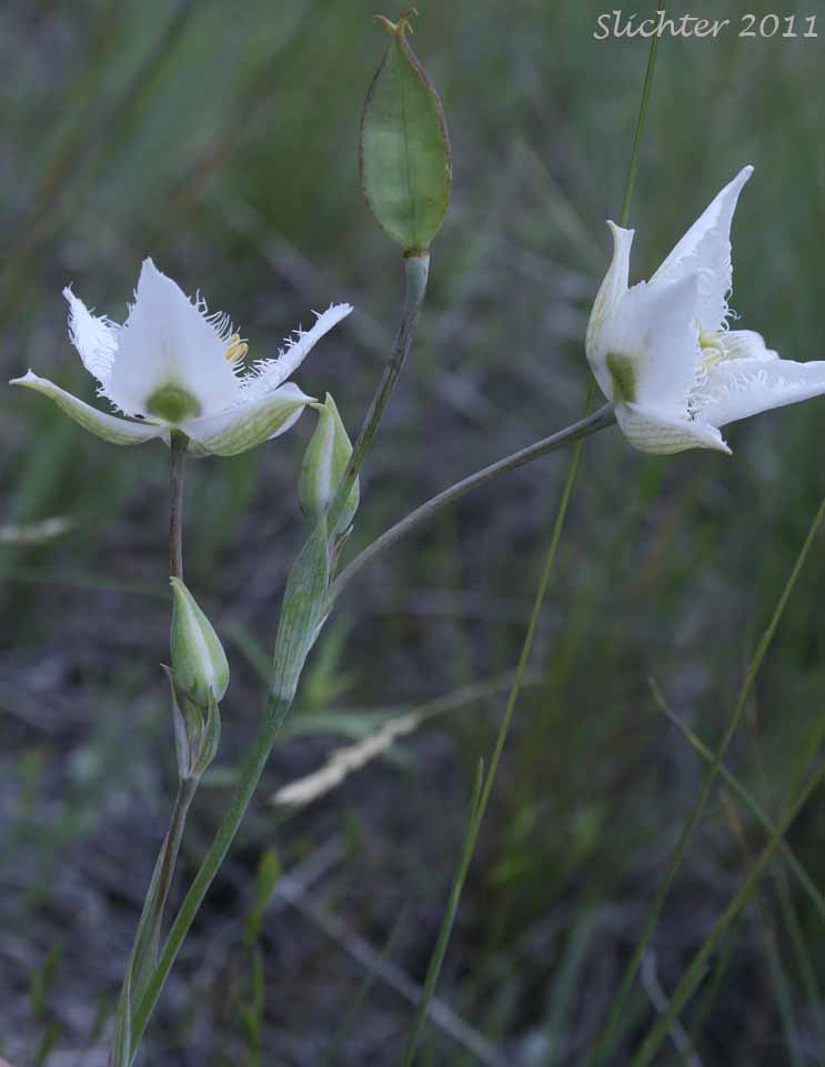 Inflorescence of Lyall's Mariposa Lily, Lyall's Mariposa-lily: Calochortus lyallii (Synonym: Calochortus ciliatus)