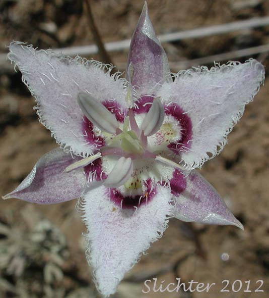 Flower of Lyall's Mariposa Lily, Lyall's Mariposa-lily: Calochortus lyallii (Synonym: Calochortus ciliatus)