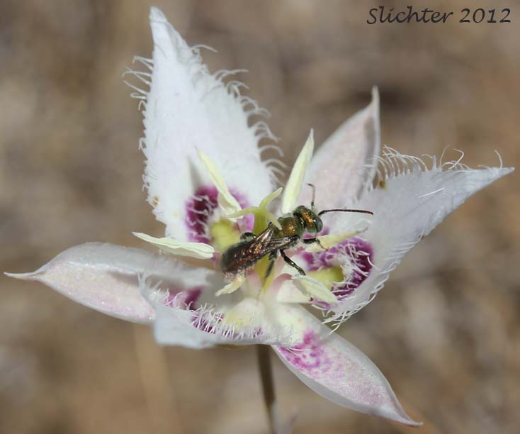 Pollinator on Lyall's Mariposa Lily, Lyall's Mariposa-lily: Calochortus lyallii (Synonym: Calochortus ciliatus)
