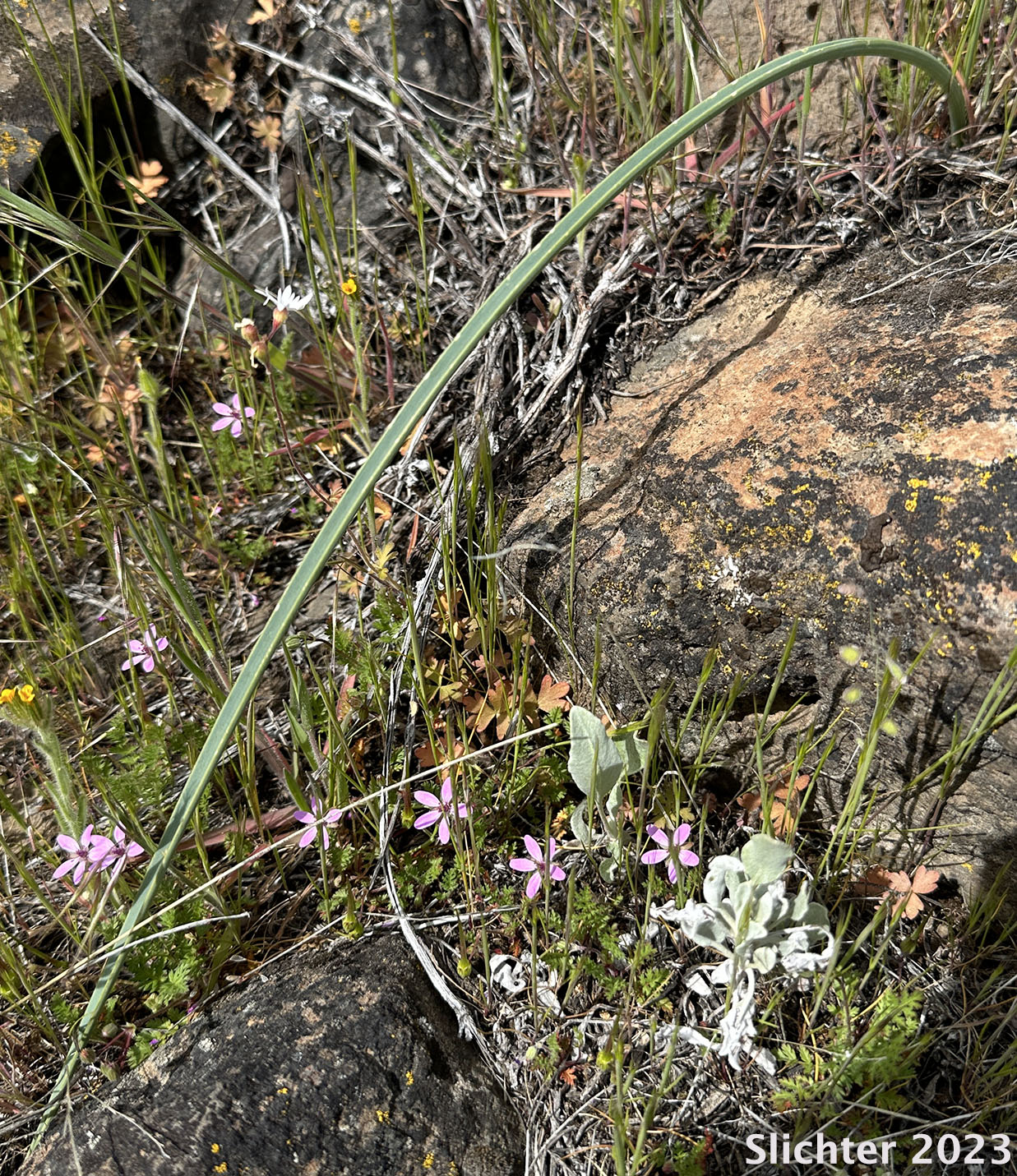 Basal leaf of Green-banded Mariposa Lily, Greenband Star Tulip, Sagebrush Mariposa: Calochortus macrocarpus var. macrocarpus (Synonyms: Calochortus douglasianus, Mariposa macrocarpa)