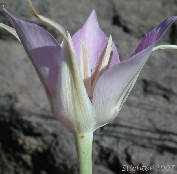 Sideview of flower of Green-banded Mariposa Lily, Greenband Star Tulip, Sagebrush Mariposa: Calochortus macrocarpus var. macrocarpus (Synonyms: Calochortus douglasianus, Mariposa macrocarpa)