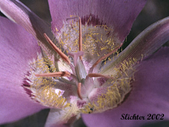 Floral parts of Green-banded Mariposa Lily, Greenband Star Tulip, Sagebrush Mariposa: Calochortus macrocarpus var. macrocarpus (Synonyms: Calochortus douglasianus, Mariposa macrocarpa)